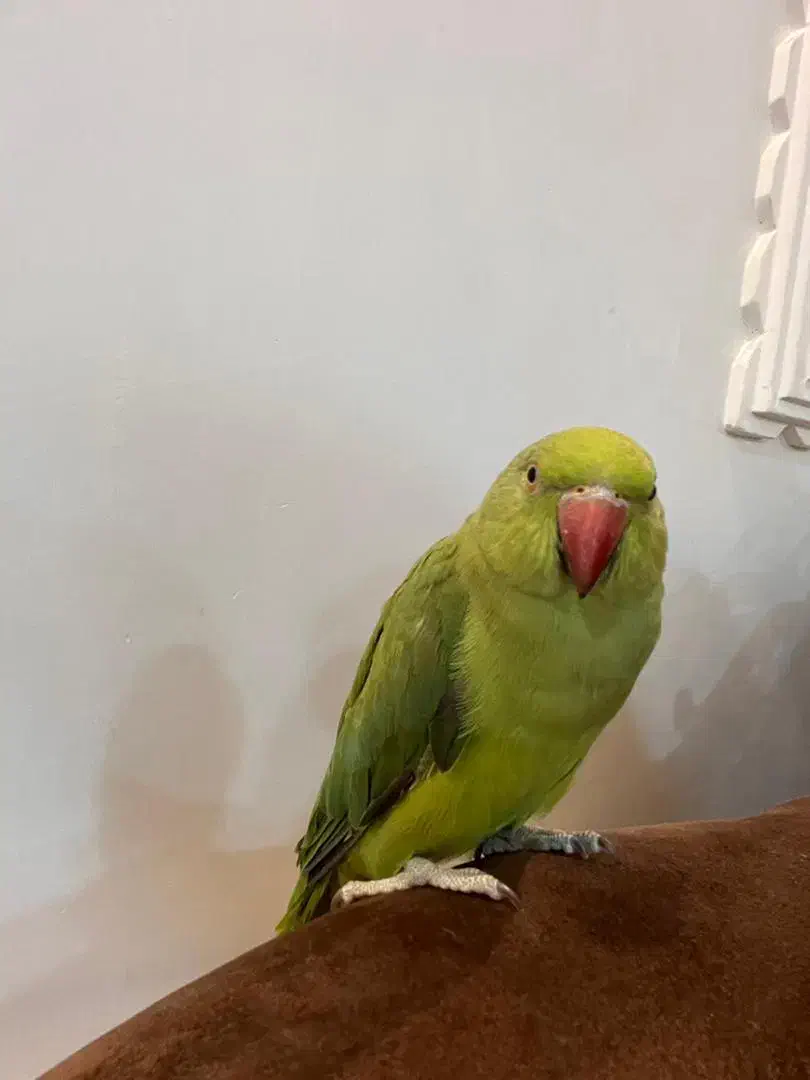 طوطی ملنگو گمشده در زاگرس یابنده مژدگانی میگیره|پرنده|سقز, |دیوار