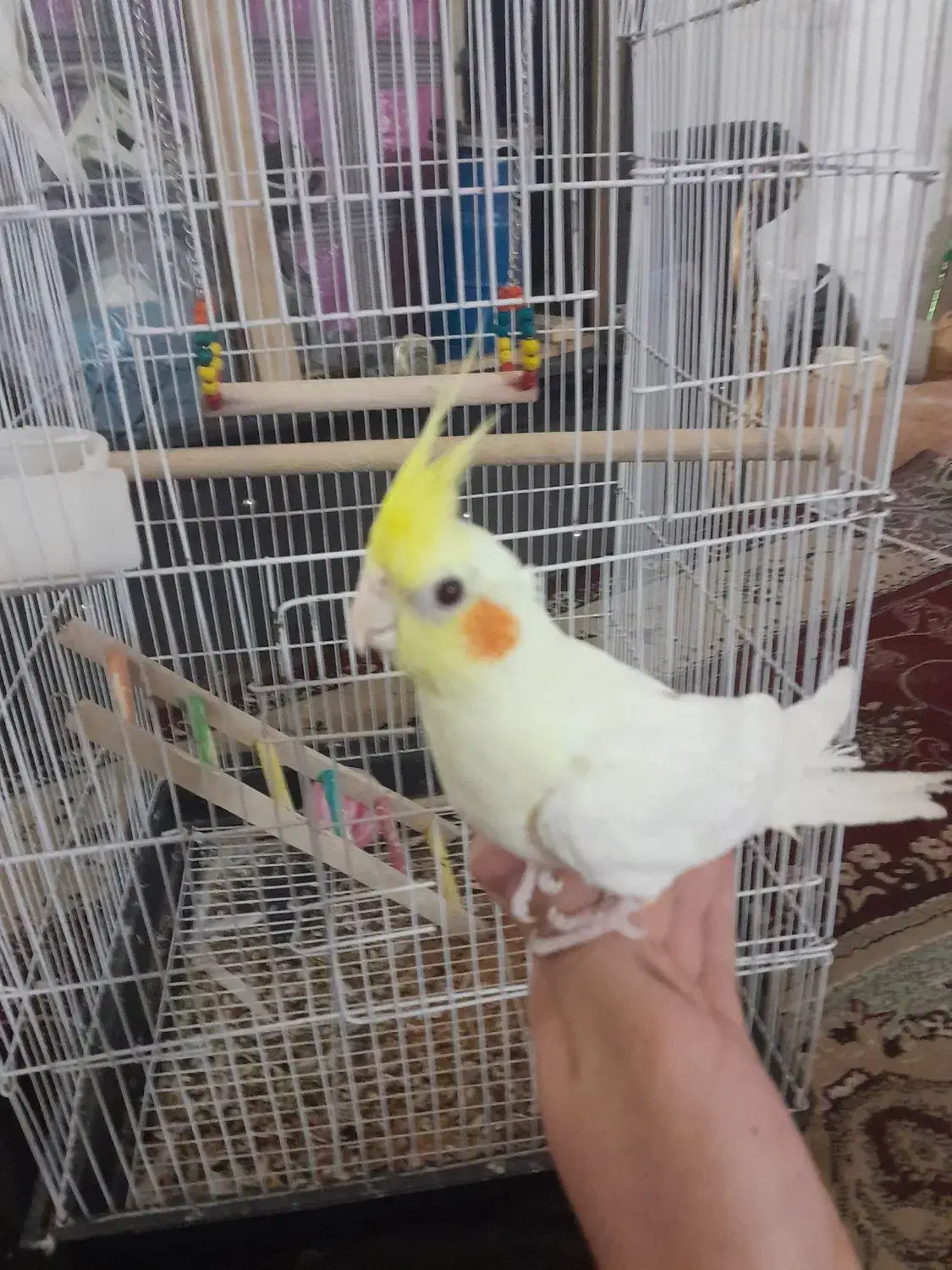 عروس هلندی دستی معاوضه با ماده بالغ|پرنده|مرودشت, شهرک بسیجیان|دیوار