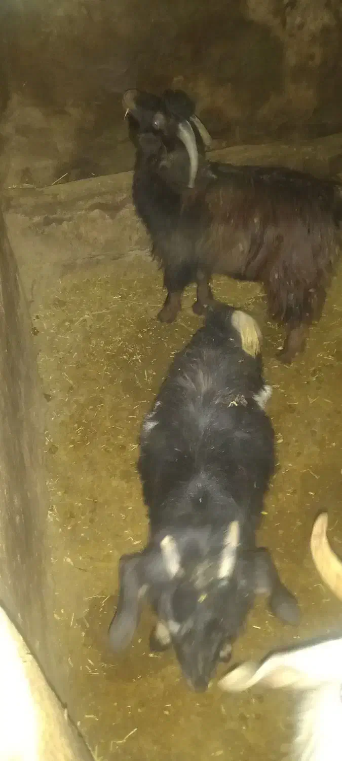 بزغاله|حیوانات مزرعه|قروه, |دیوار