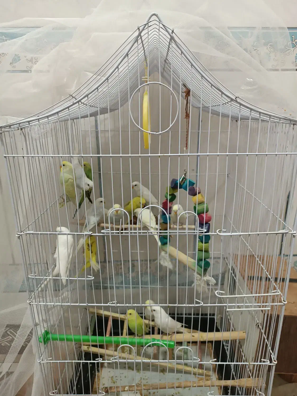 مرغ عشق|پرنده|سراوان, |دیوار