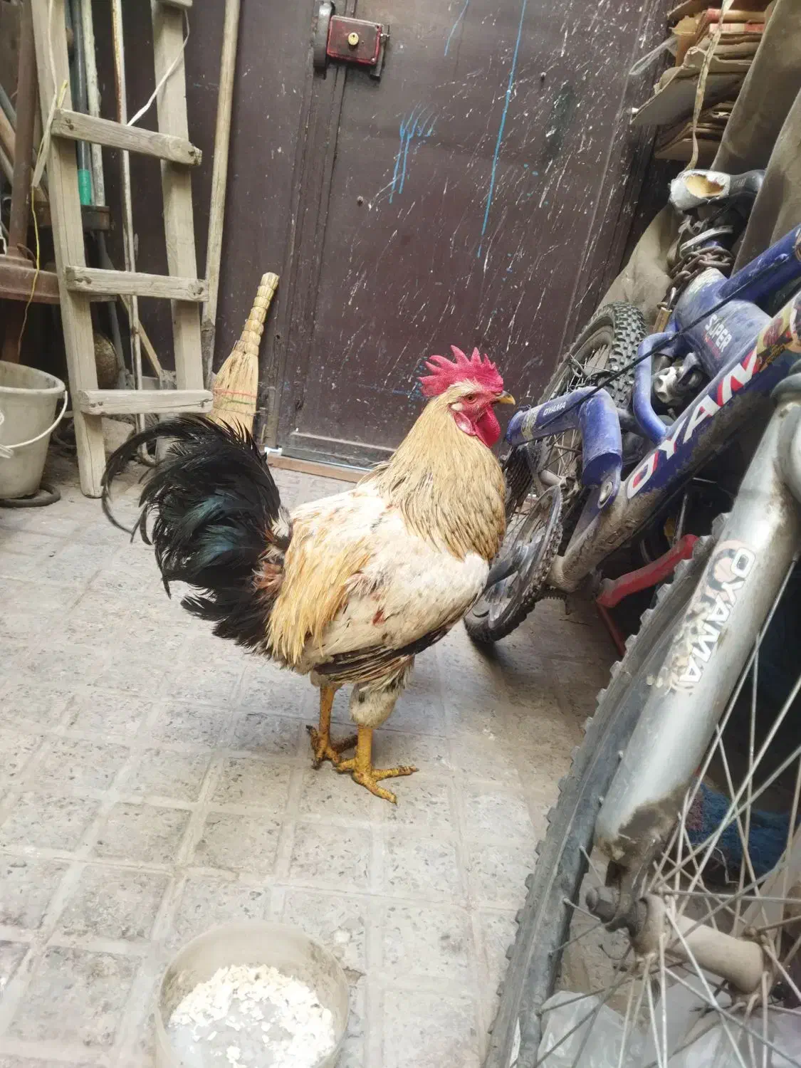 مرغ و خروس|حیوانات مزرعه|بهارستان, |دیوار