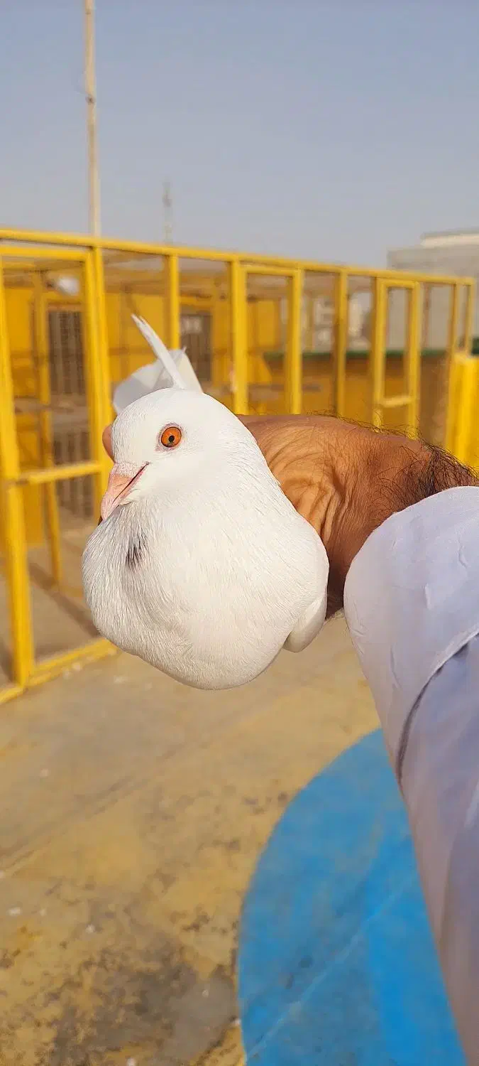 کبوتر پاکستانی|پرنده|چابهار, |دیوار