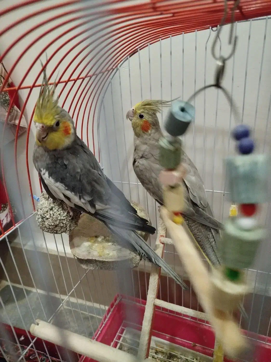 عروس هلندی|پرنده|مرند, |دیوار