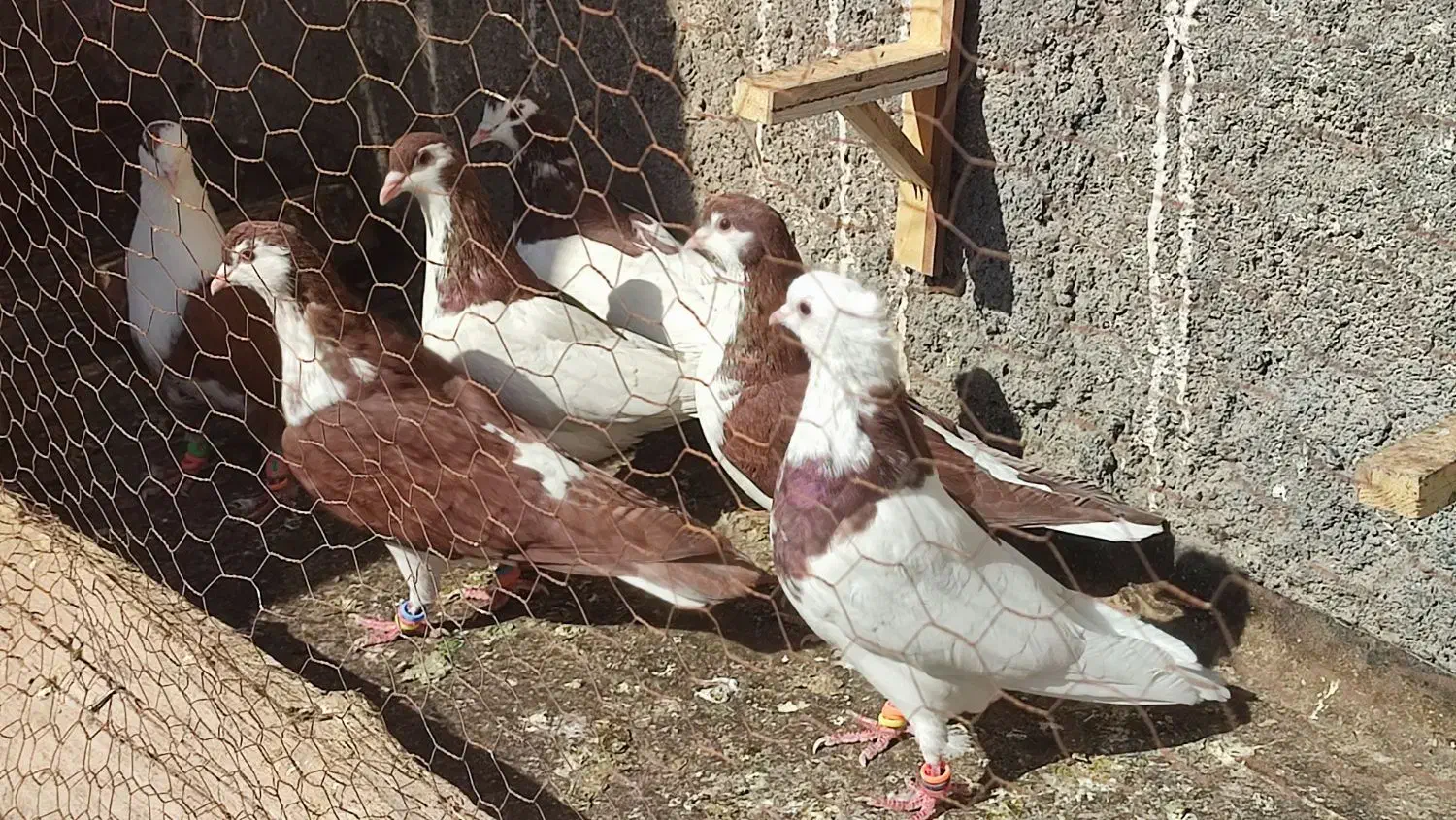 6تا کفتر نر هوایی|پرنده|فریمان, |دیوار