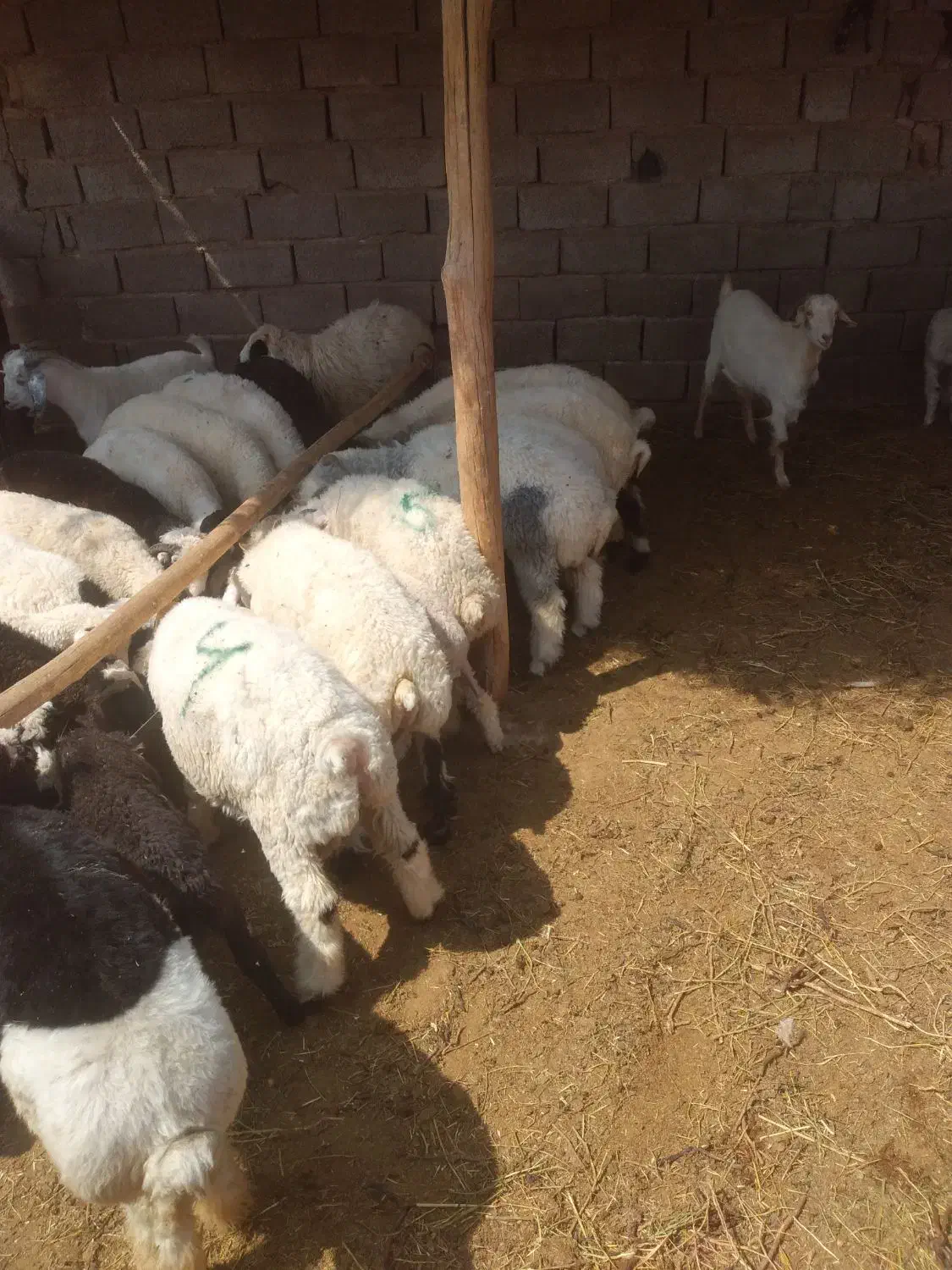 برهمحلی|حیوانات مزرعه|سیرجان, |دیوار