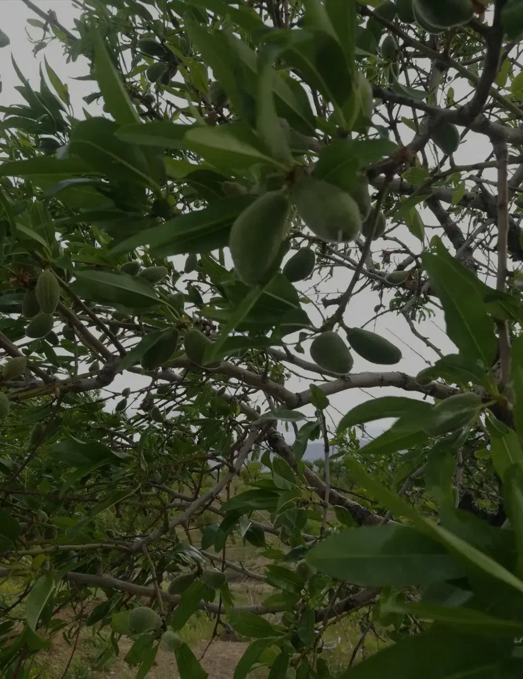 2000 متر باغ بادام(نقد یا معاوضه با ماشین)|فروش زمین و ملک کلنگی|سامان, |دیوار