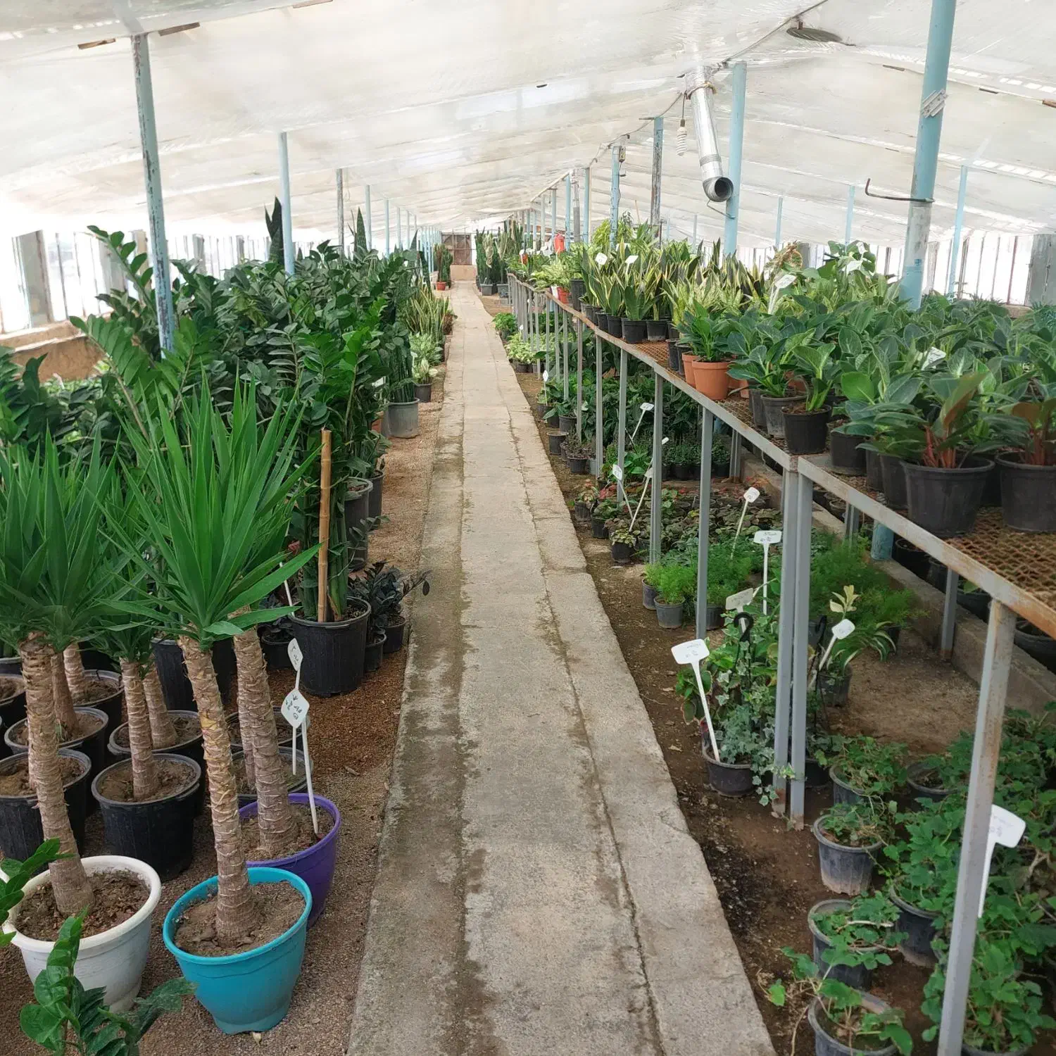 استخدام نیروی آقا در گلخانه|استخدام صنعتی، فنی، مهندسی|شیراز, باجگاه|دیوار