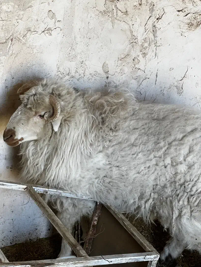 بره نر|حیوانات مزرعه|بیرجند, |دیوار