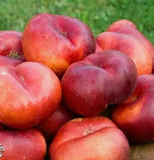 پیش‌فروش نهال شلیل انجیری شناسه دار|خدمات باغبانی و درختکاری|اشکذر, |دیوار