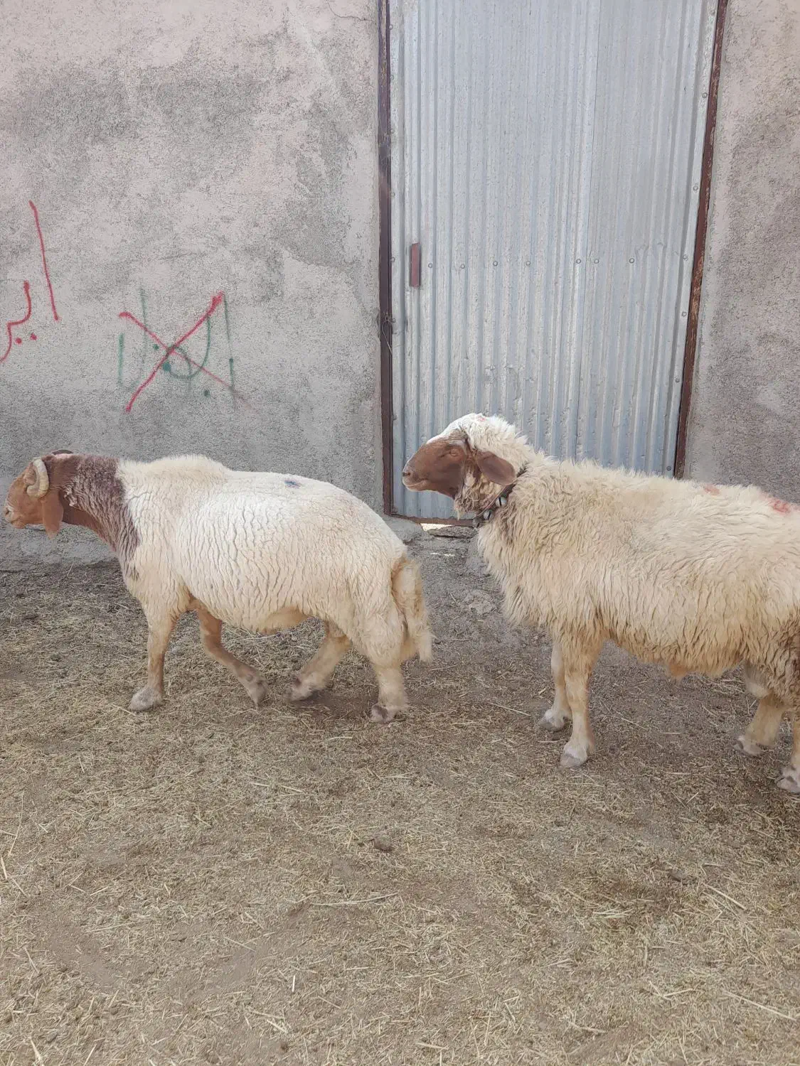 قوچ|حیوانات مزرعه|آبدانان, |دیوار