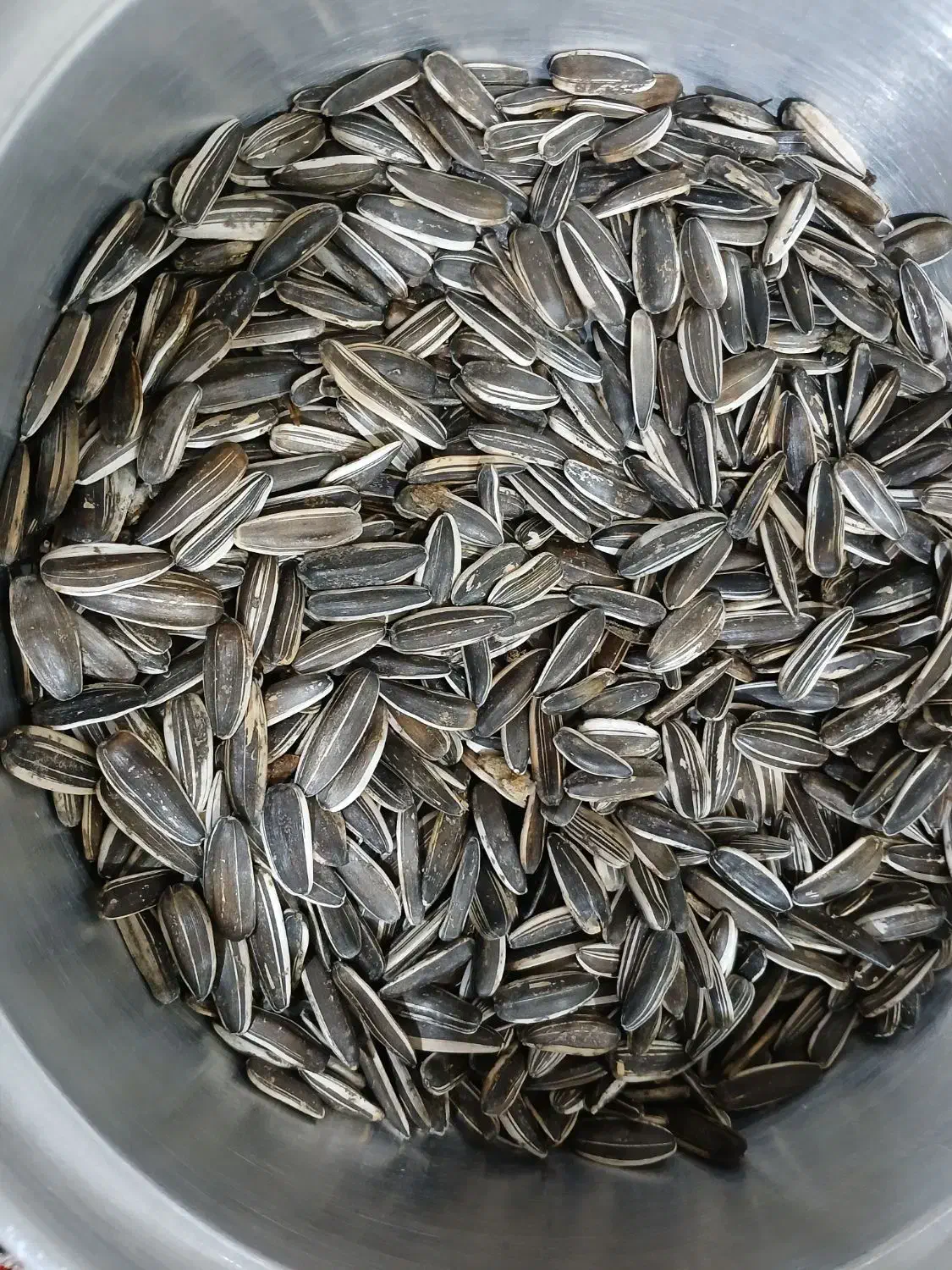 تخمه سنقری درجه یک|عمده‌فروشی|بیلوار, |دیوار