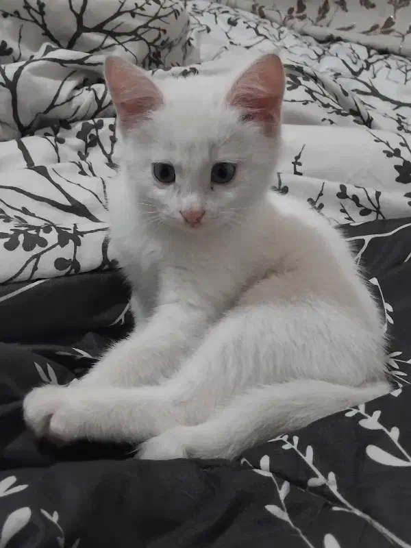 گربه|گربه|سمنان, |دیوار