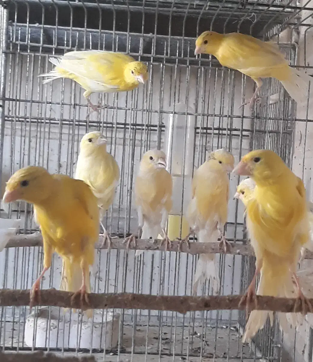 قناری یسر بالغ تعداد محدود|پرنده|قزوین, |دیوار