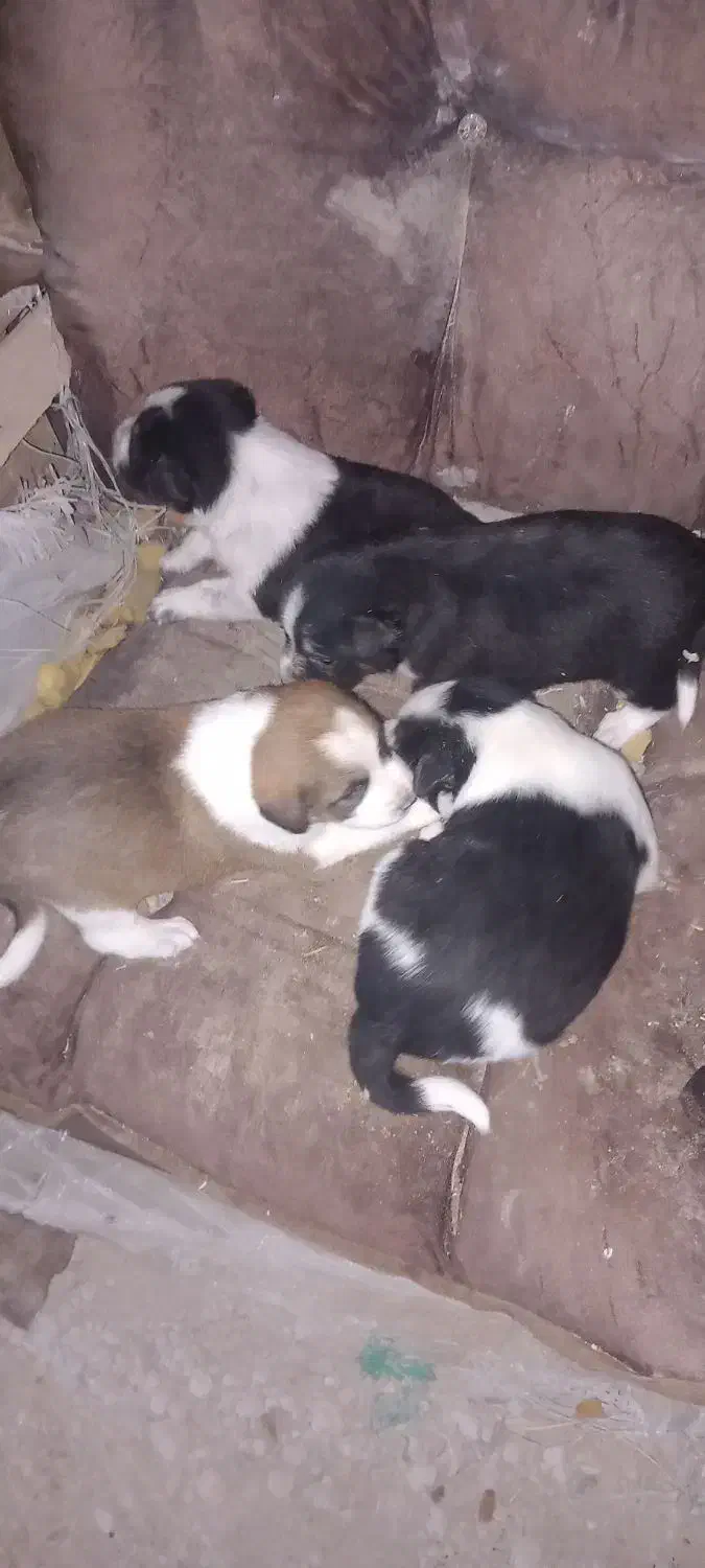 سگ کوچک|سگ|آبادان, |دیوار