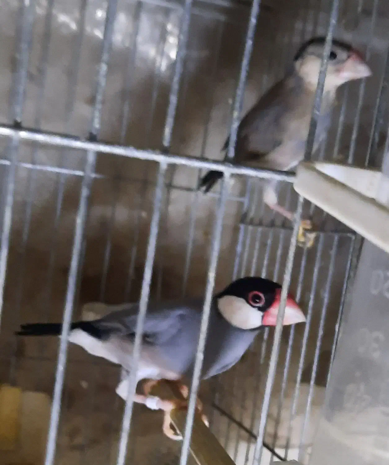 فنچ نرگسی مولد|پرنده|تهران, نگین غرب|دیوار