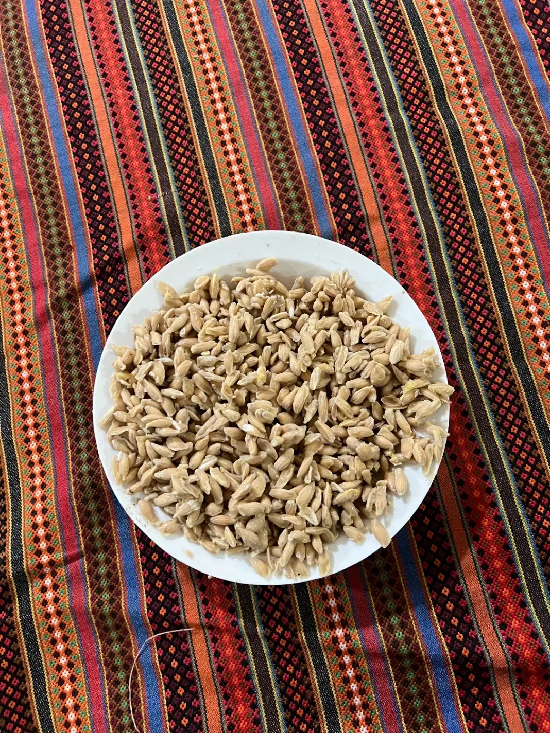 بذر نارنج(تخم نارنج)|خدمات باغبانی و درختکاری|تهران, دکتر هوشیار|دیوار