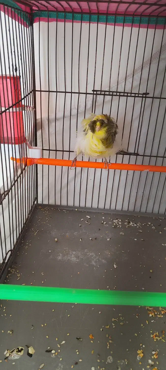 قناری نر نگرو و فری دم بلند قیافه دار|پرنده|هشتگرد, شهرک ایران خودرو|دیوار