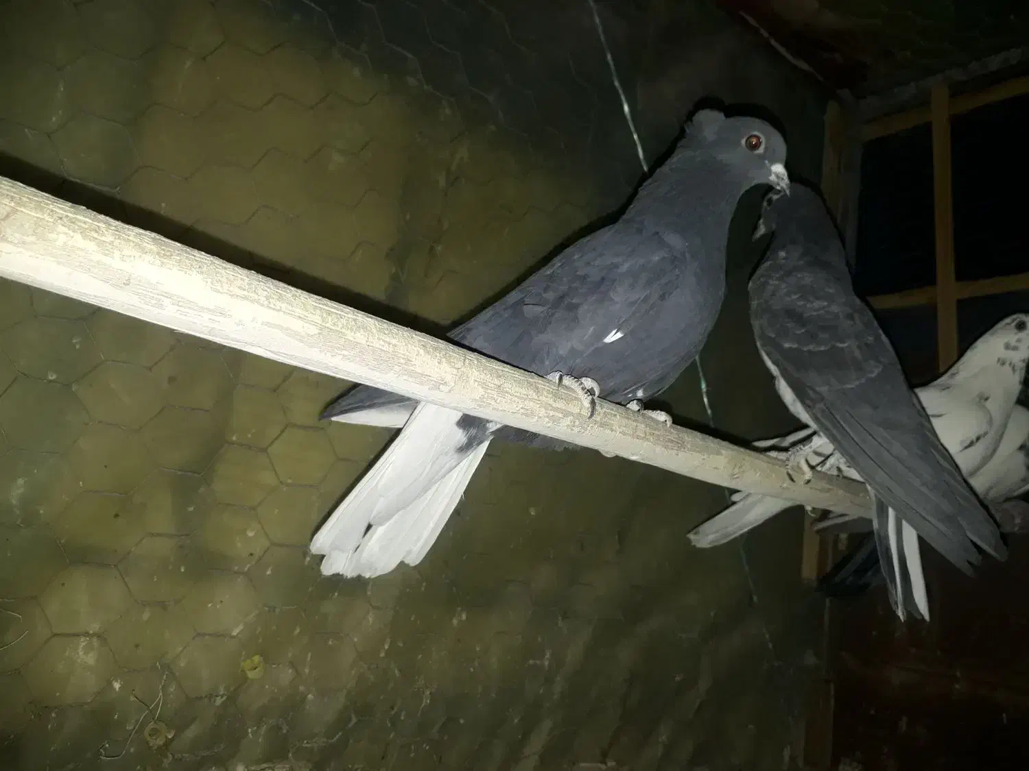 دم سفید|پرنده|مبارکه, |دیوار