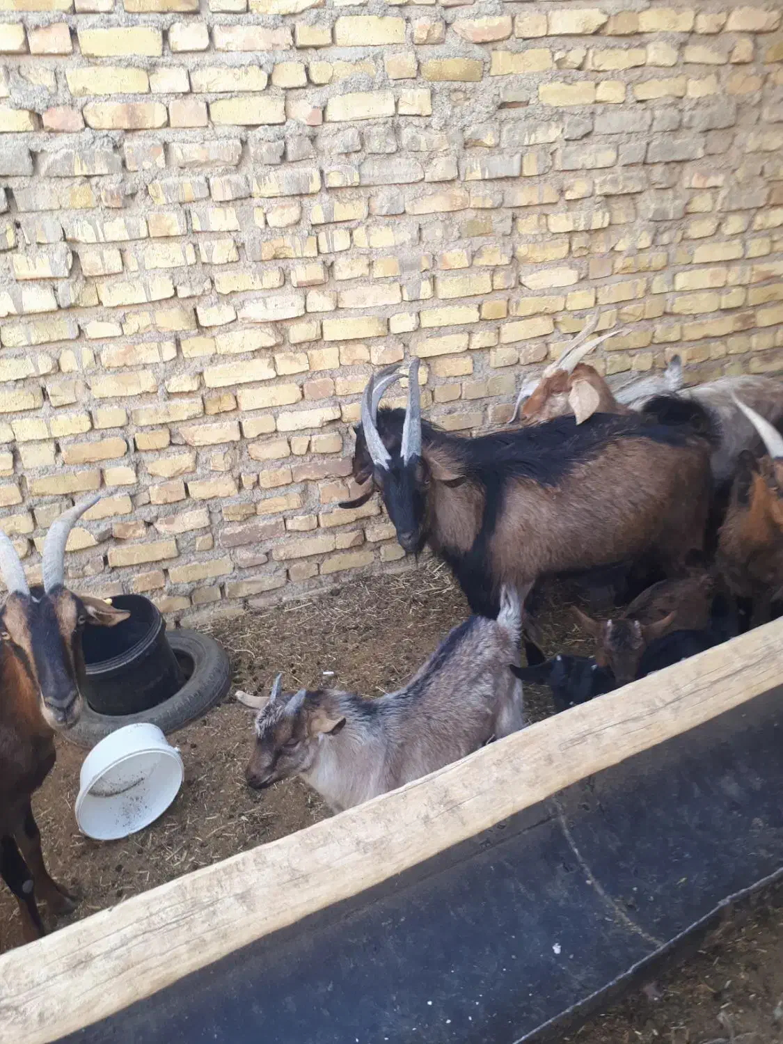 بزغاله نر آلپایین|حیوانات مزرعه|دهق, |دیوار