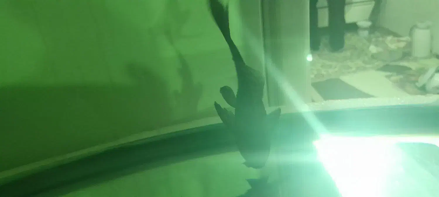 ماهی سورم وکت چوبی و لجن خوار|ماهی|اردبیل, |دیوار