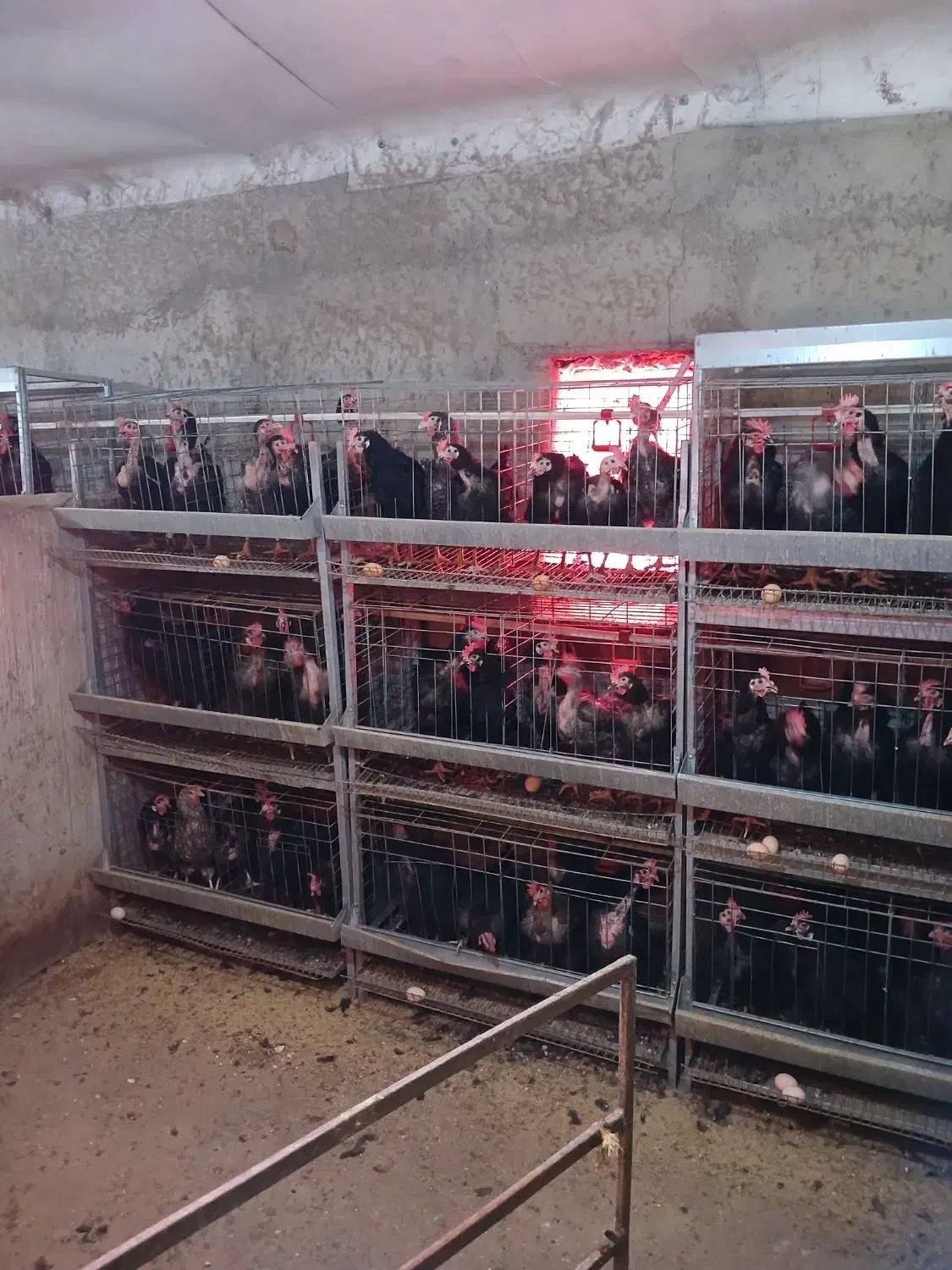 قفس مرغ تخم گذار|لوازم جانبی حیوانات|صالح آباد, |دیوار