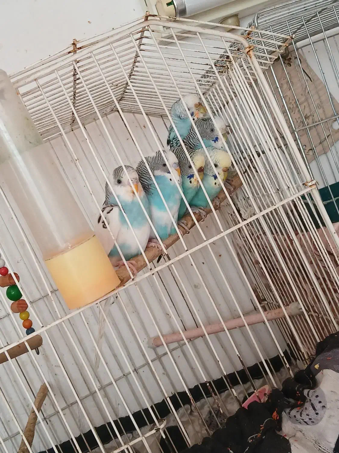 مرغ عشق ذات دار|پرنده|مهریز, |دیوار