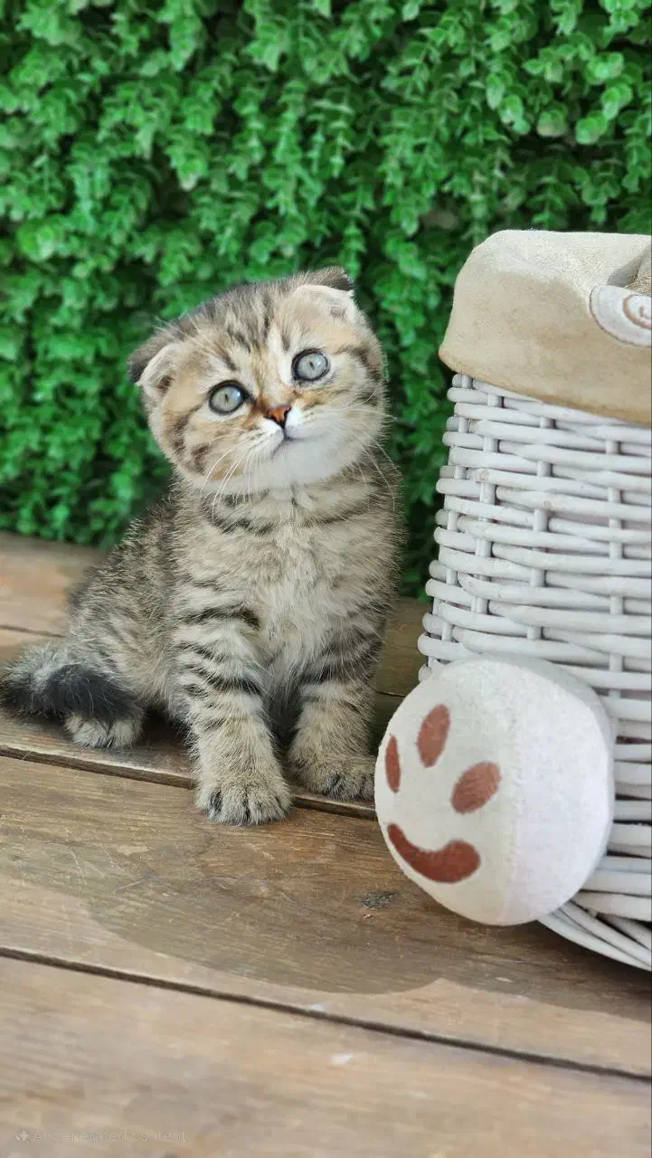 گربه اسکاتلندی چشم رنگی|گربه|قم, چهل درخت|دیوار