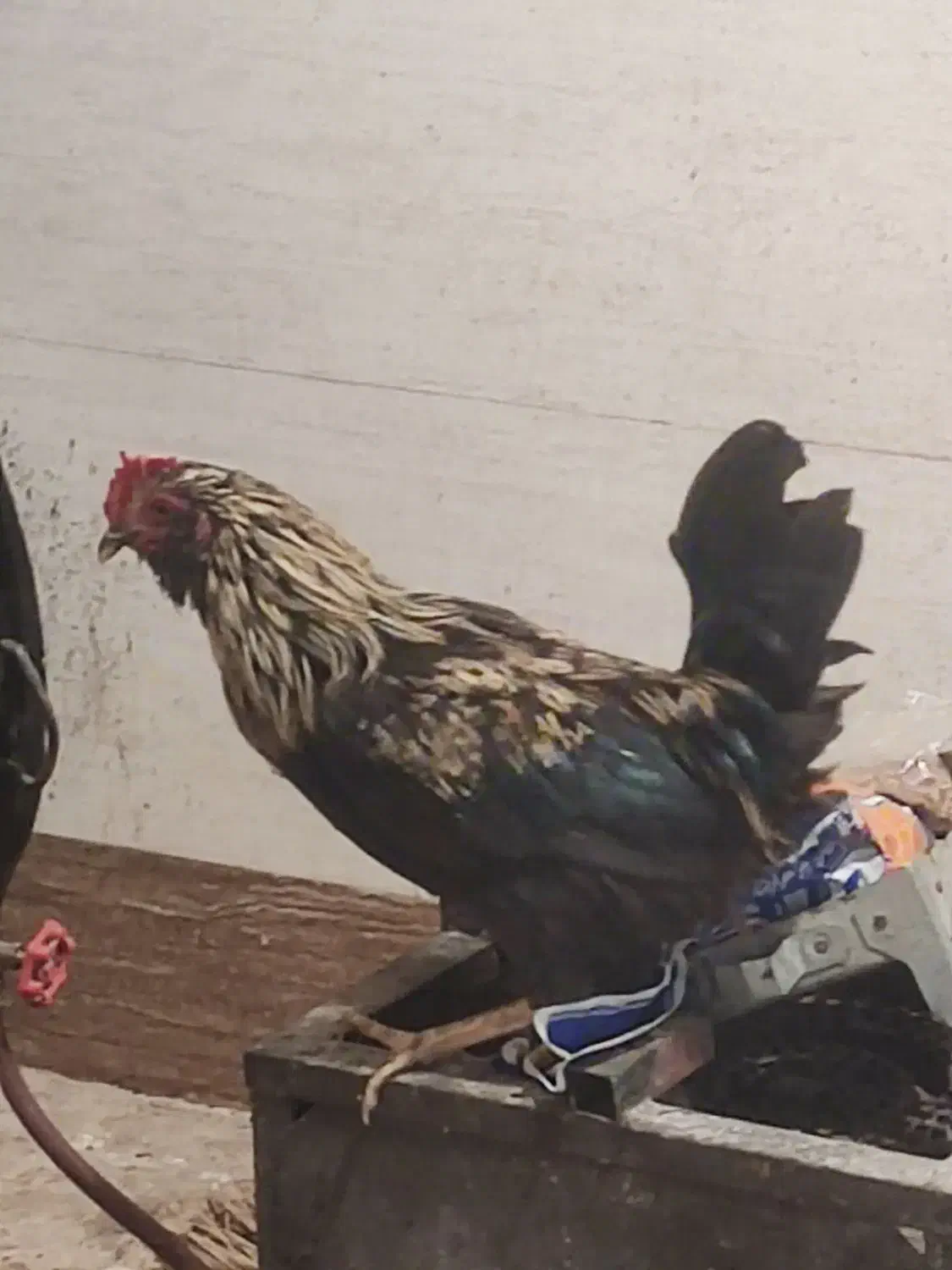 خروس سالم|حیوانات مزرعه|اهواز, کوی مندلی(سه راه خرمشهر)|دیوار