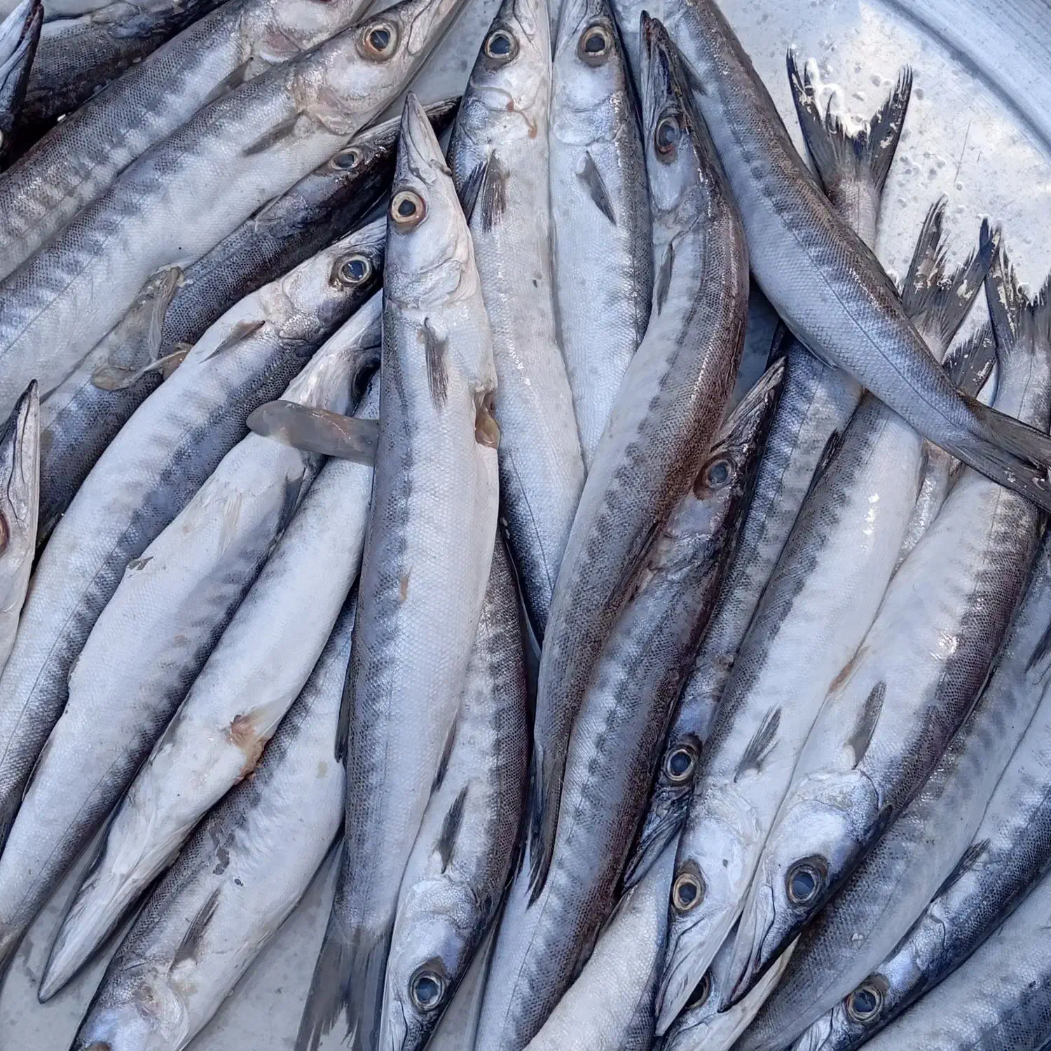 چنگو تازه رسید|خوردنی و آشامیدنی|بندر کنگان, |دیوار