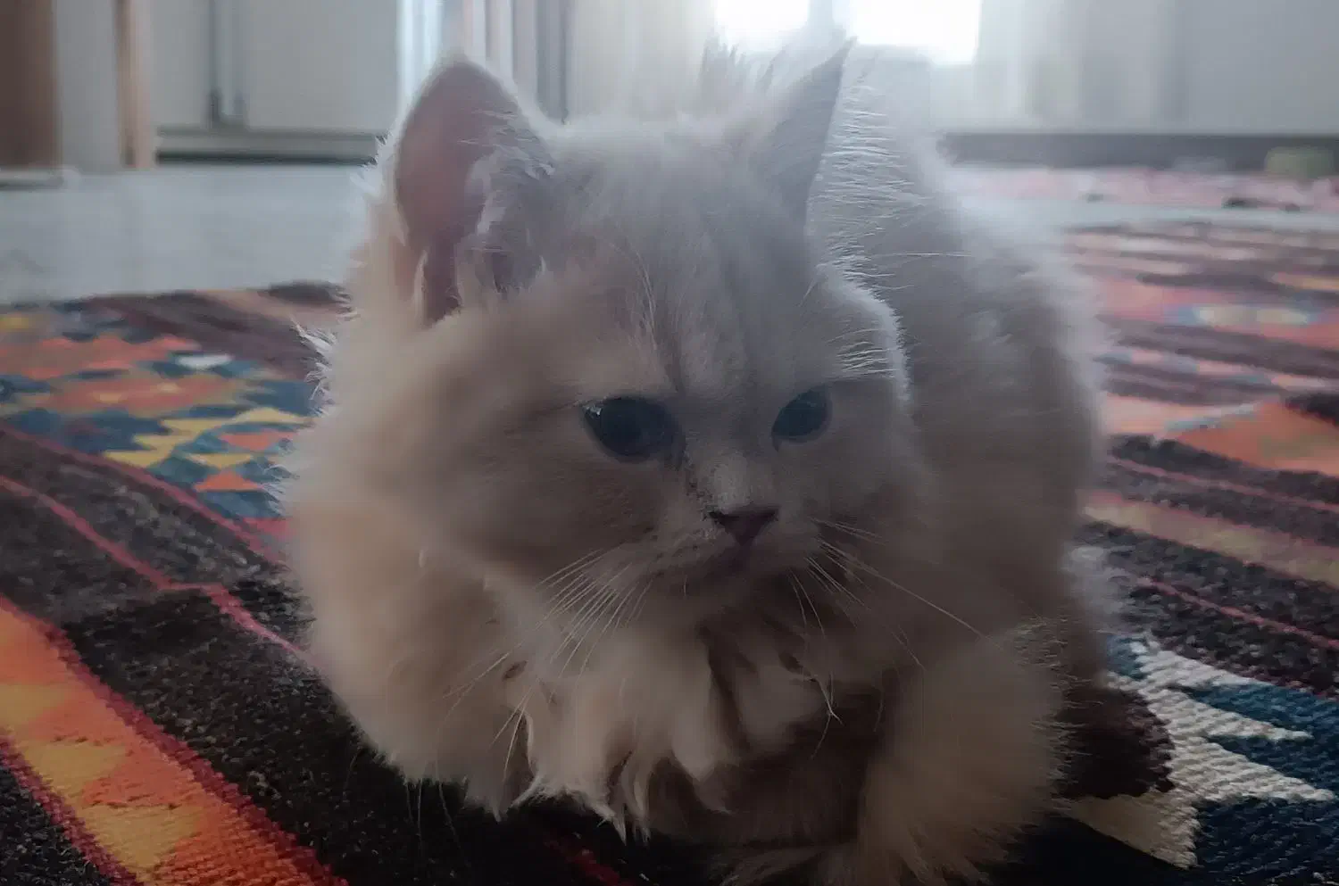 گربه|گربه|کرمانشاه, |دیوار