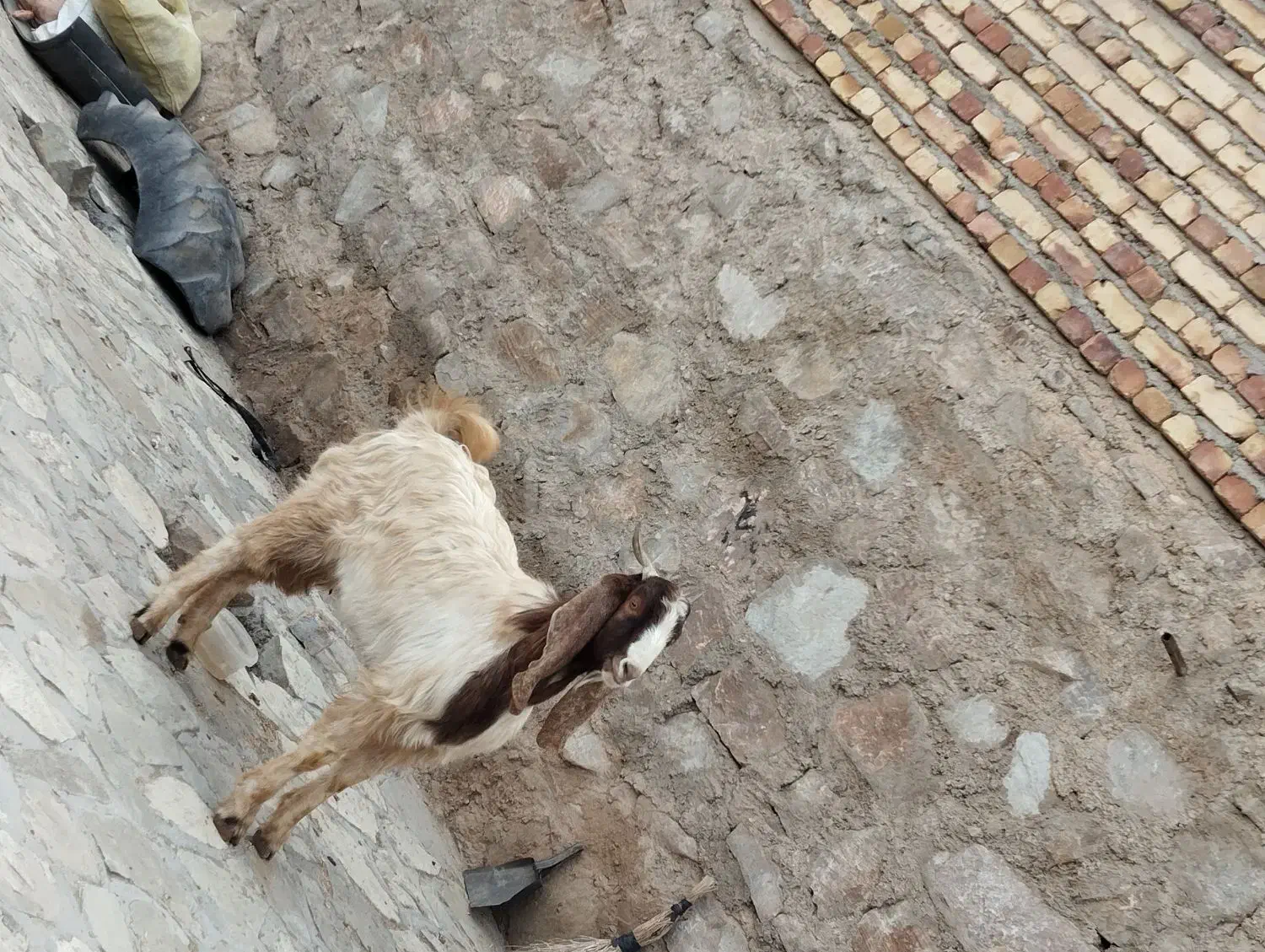 بزغاله|حیوانات مزرعه|بزینه رود, |دیوار