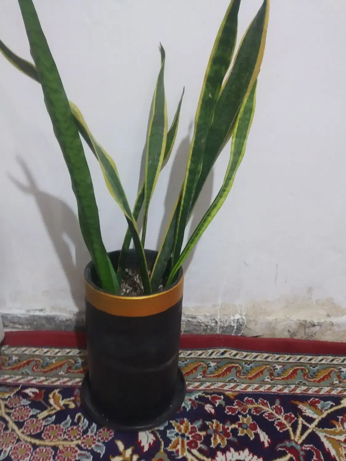 گل و گلدان|گل و گیاه طبیعی|زابل, |دیوار