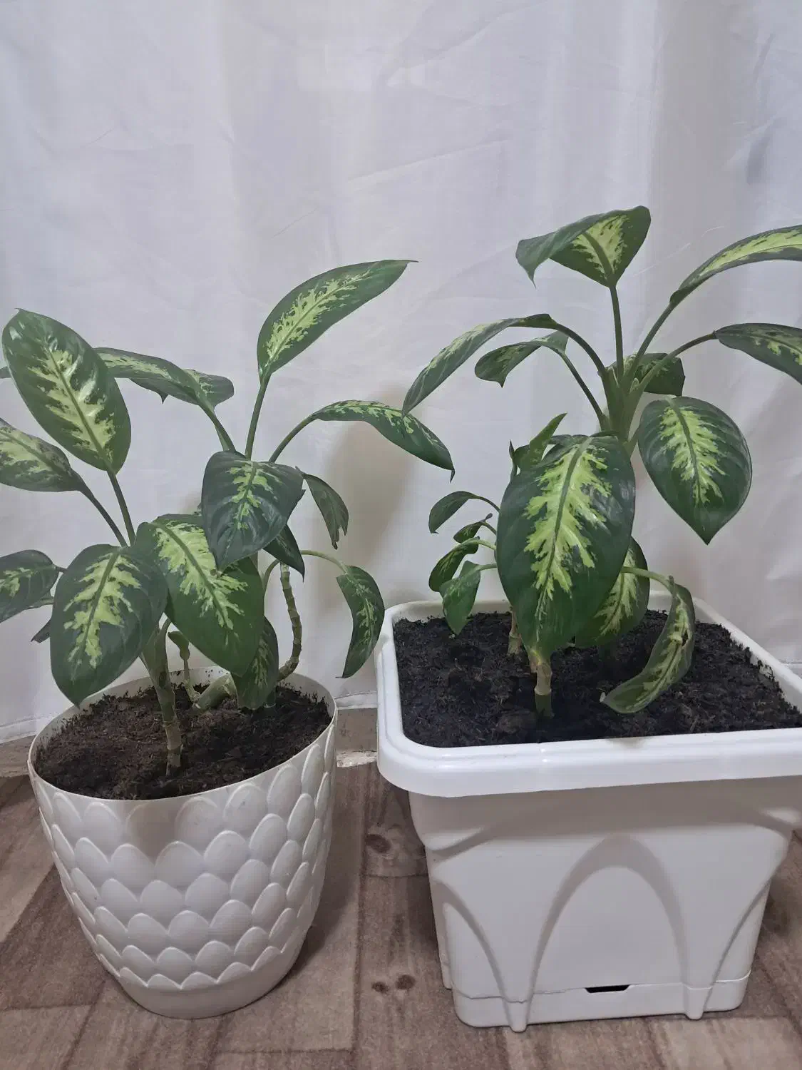 گل دیفن سالم|گل و گیاه طبیعی|کرمانشاه, |دیوار