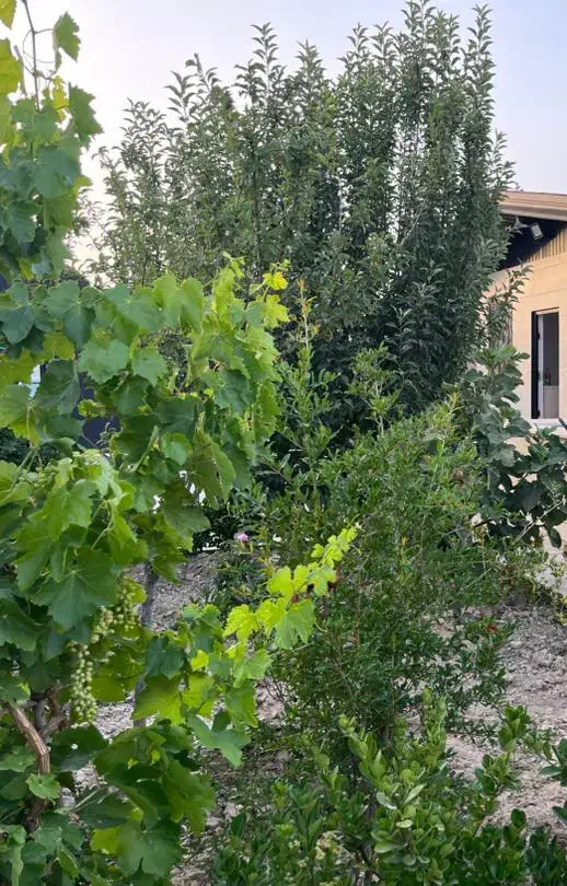 باغچه/خیابان پدم/شهرکی/مناسب سرمایه گذاری/سند دار|فروش زمین و ملک کلنگی|محمدشهر, محمدشهر|دیوار