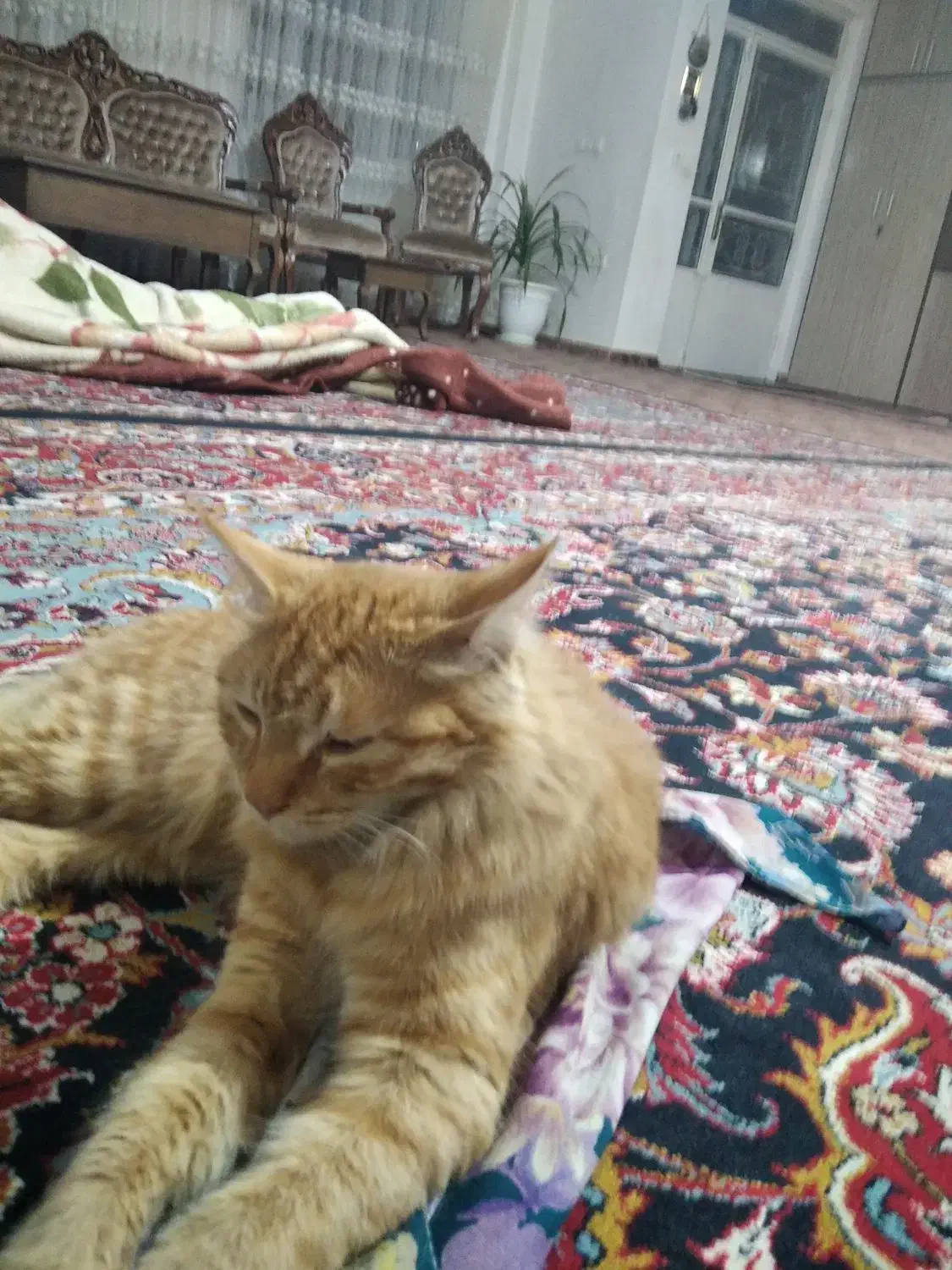 حیوان خانگی|گربه|گلبهار, شهر جدید گلبهار|دیوار