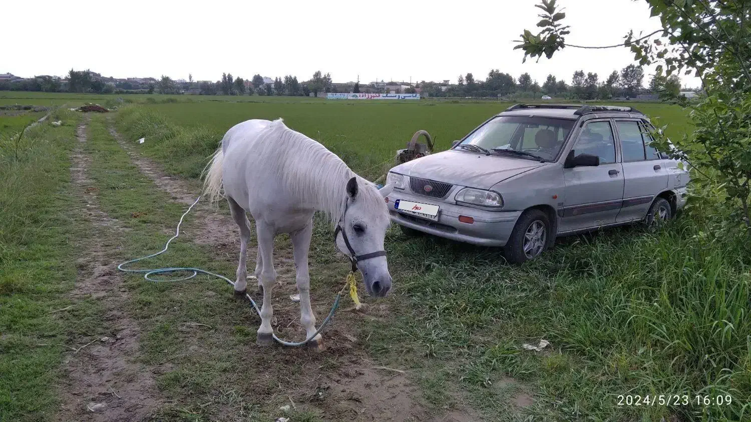 پراید ۱۴۱بی رنگ فروشی|خودرو سواری و وانت|اراک, |دیوار
