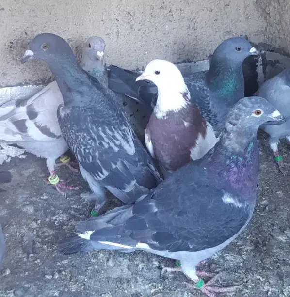 جوجه پلاکی|پرنده|همدان, |دیوار