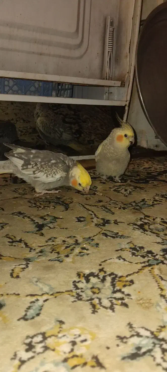 عروس هلندی|پرنده|دماوند, گیلاوند|دیوار