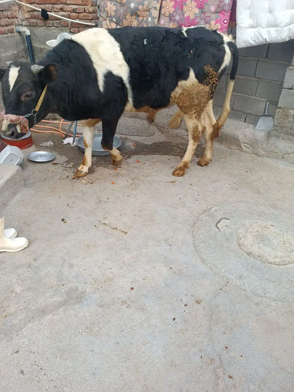 فروش گاو|حیوانات مزرعه|نظر کهریزی, |دیوار