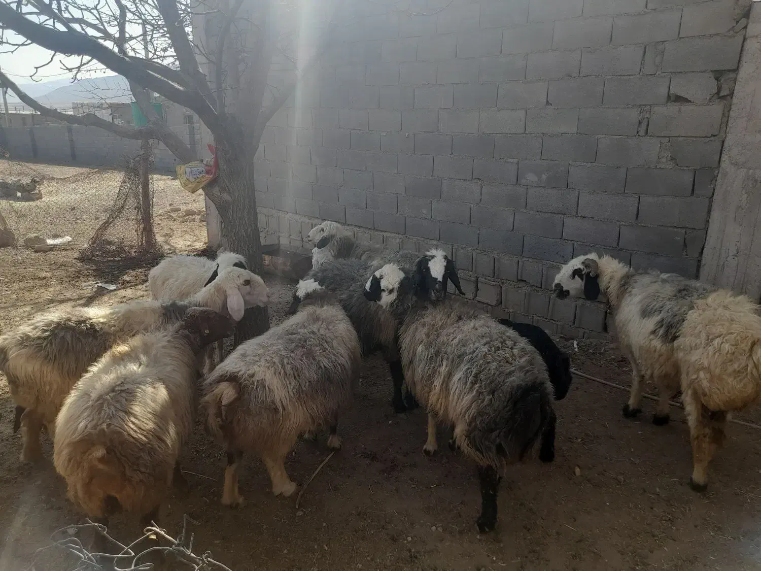 میش داشتی|حیوانات مزرعه|بروجن, |دیوار