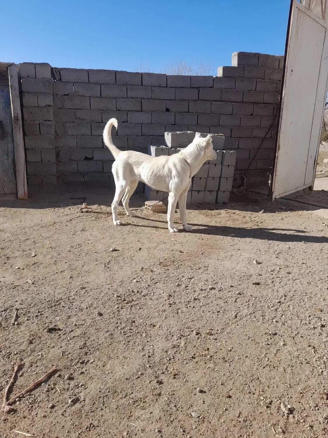 توله سگ ماده سرابی|سگ|هشترود, |دیوار