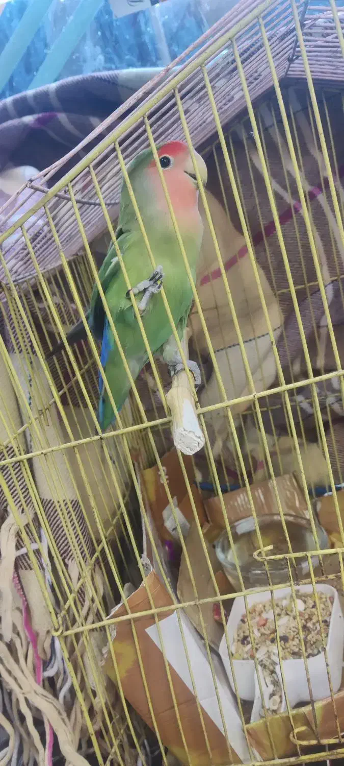 کوتوله|پرنده|قم, شهر قائم|دیوار