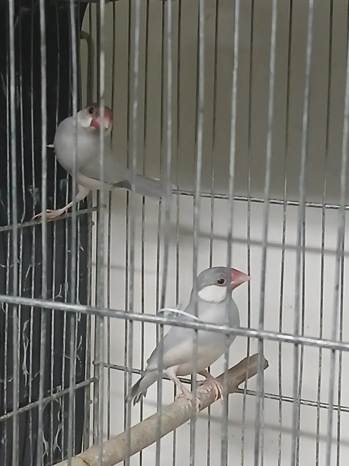 پرنده|پرنده|قم, نخودی|دیوار