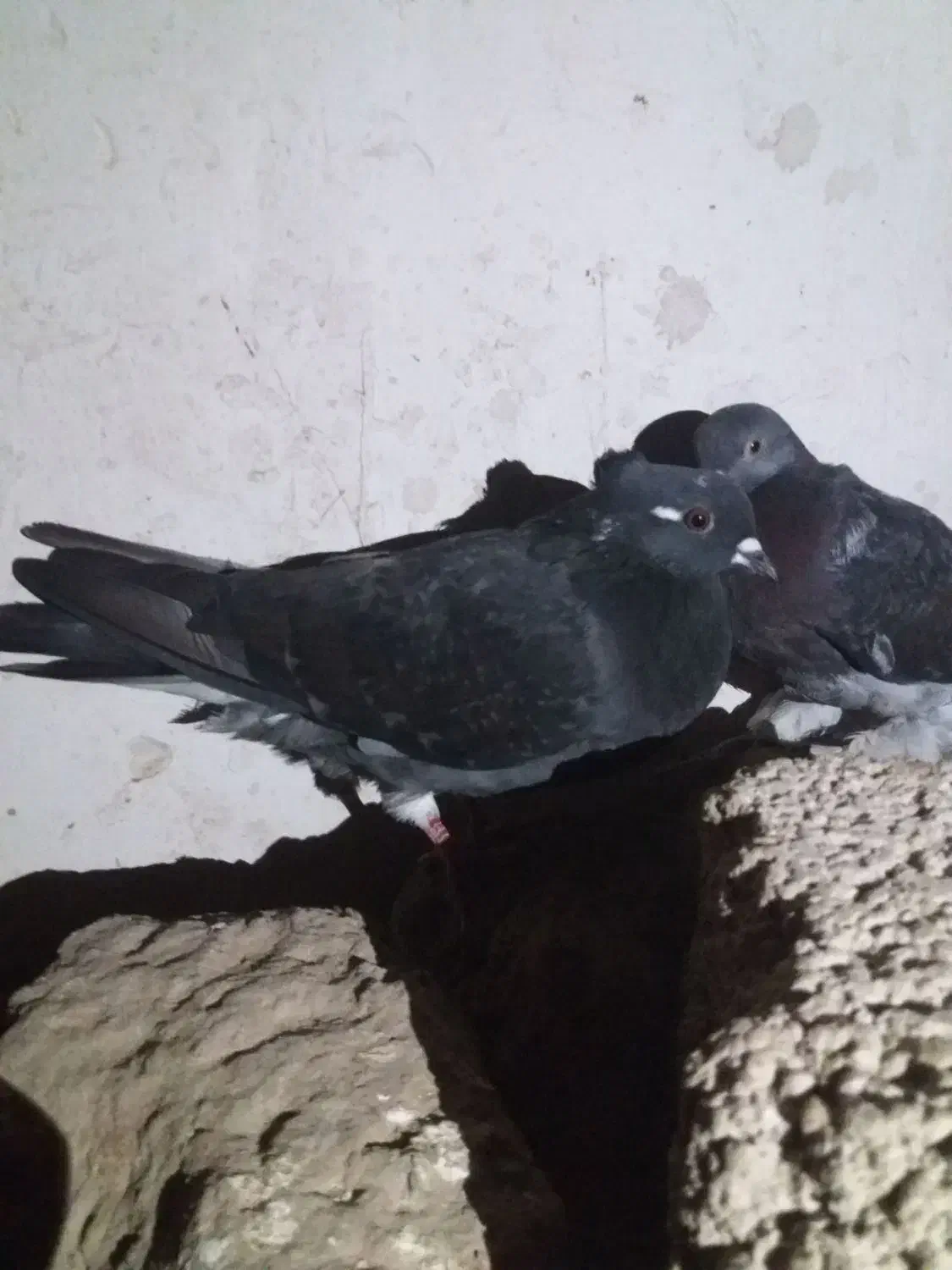 کبوتر|حیوانات|ارومیه, |دیوار