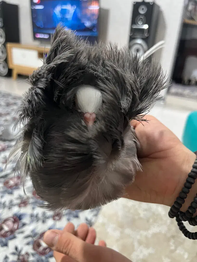 کفتر سوپر شامپیون ماده|پرنده|پرند, فاز ۵|دیوار