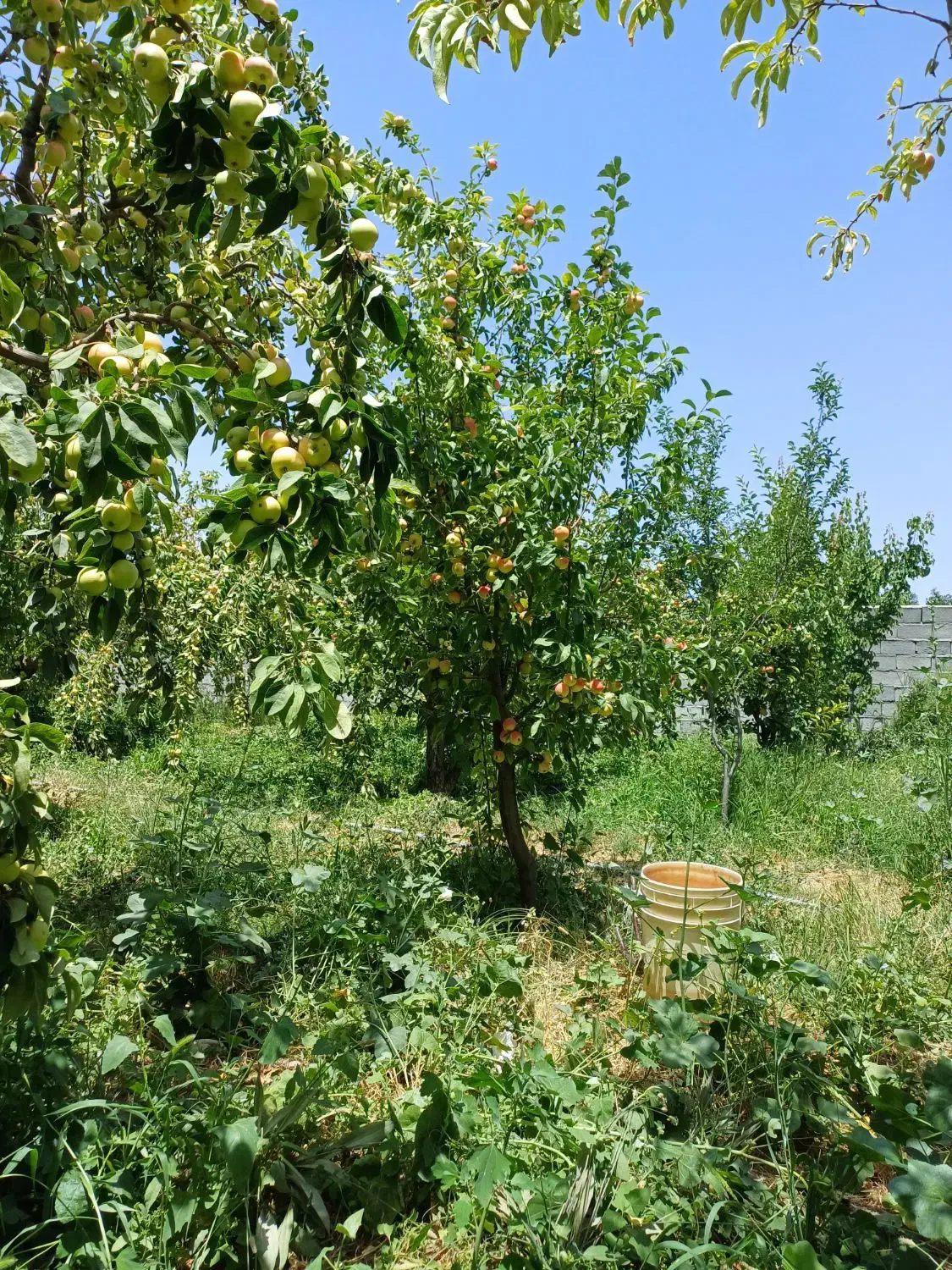 باغ چاردیواری بابرق و چاه شخصی|فروش دفتر صنعتی، کشاورزی، تجاری|بناب, |دیوار