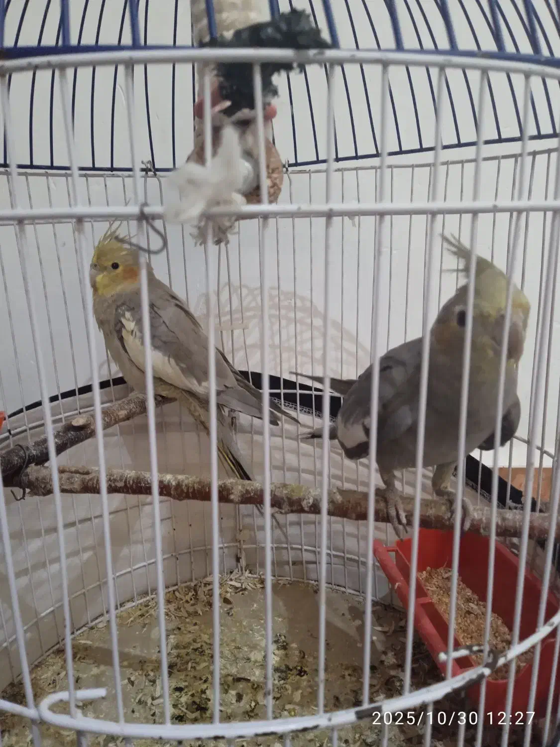 عروس هلندی|پرنده|گرمی, |دیوار