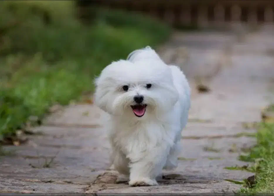 کاملا تربیت شده|سگ|چابهار, |دیوار