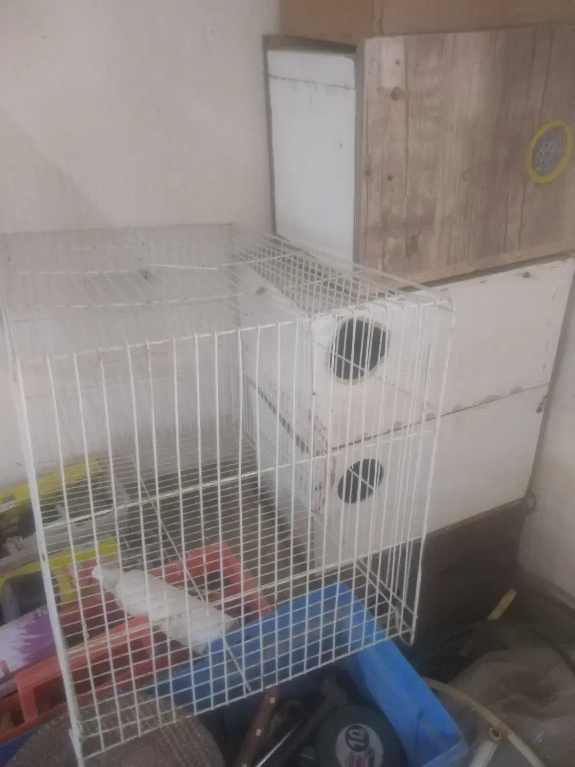 لانه عروس هلندی|لوازم جانبی حیوانات|بردسکن, |دیوار