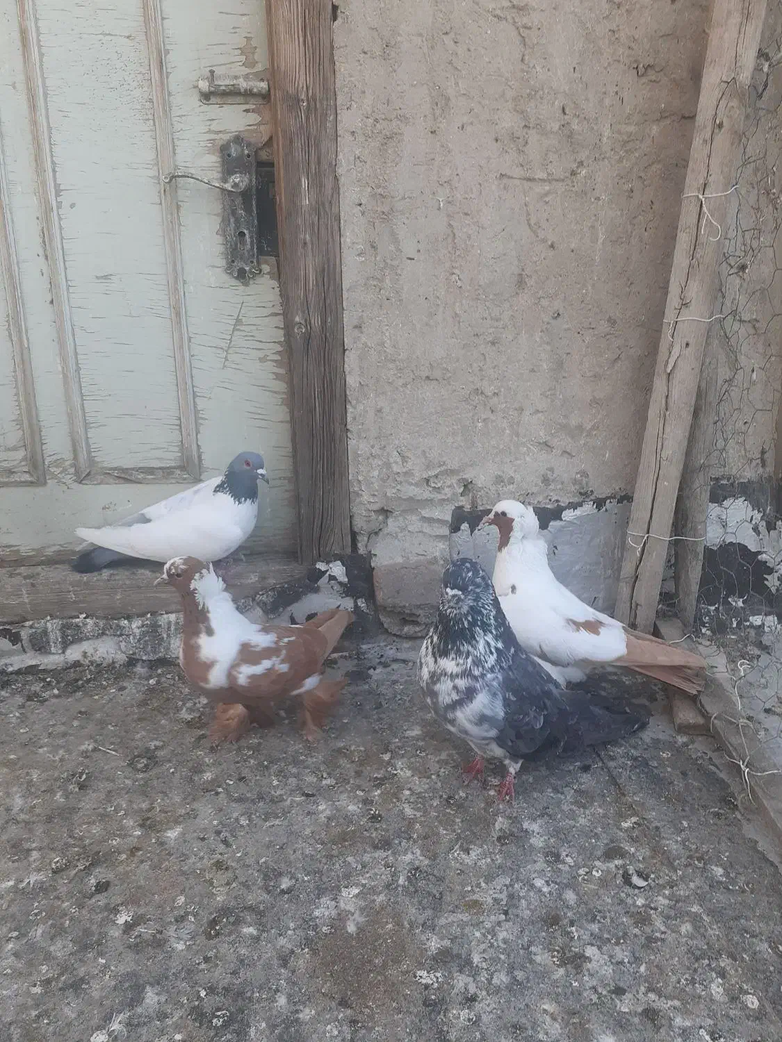 کبوتر|پرنده|اردبیل, |دیوار